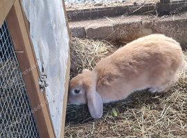 Cream mini lop female