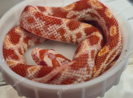 baby cornsnakes ,amel tessara 2026
