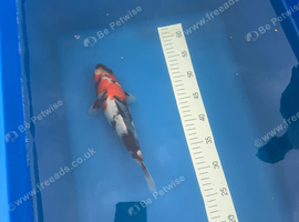 Koi for sale
