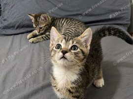 Ready to leave now!! 5 beautiful!! British  Shorhair x kittens