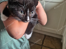 Black and white female Kitten