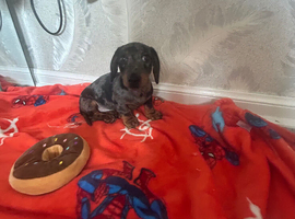 Lovely miniature dachshund
