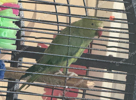 Indian ringneck parrot female