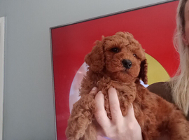 Labradoodle x Toy maltipoo Health Tested