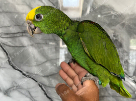Hand-Rearing Baby Friendly Super Tame Cuddly Yellow Crown Amazon Parrot,8
