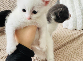 Kittens for sale/rehome