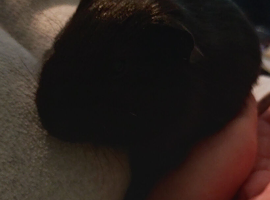 Guinea pigs