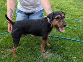 Lakeland dog