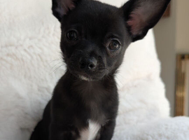 KC reg beautiful chihuahua puppies X2 boys left