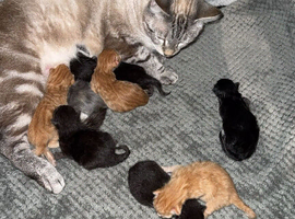 Bengal cross kittens