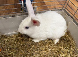 Selling beautiful 3 adult rabbit