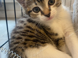 Broken Tabby Girl