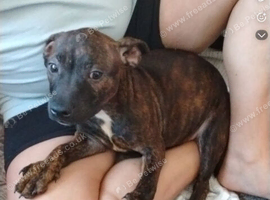 Puppy