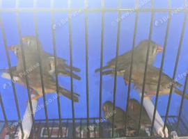 Gorgeous zebra finches for sale
