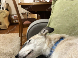 Male lurcher