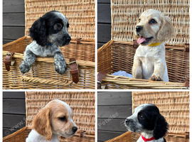 Cocker Spaniel Puppies Ready Now