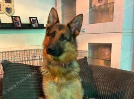 4 year old female GSD, for 5* home only