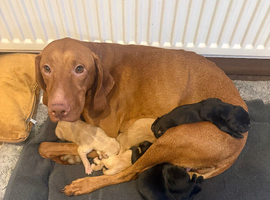 Fabulous bunch of Vizslador puppies