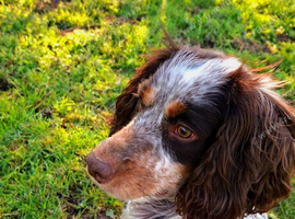 Male cocker spaniel loki