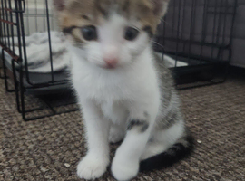 For sale