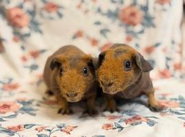 Pair of 11 weeks old baby boys skinny pigs