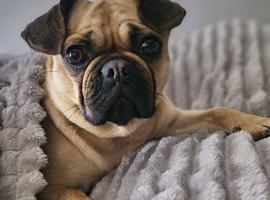 Pug x Frenchie female