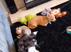 Puppy