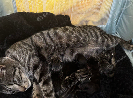 3 loving confident kittens looking for their new homes