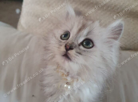 Pur dolls silver  chinchilla  persian  ragdoll kittens