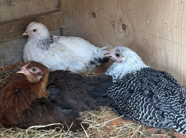 Pure Breed large fowl female pullets chickens