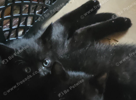I have 1 black kitten male