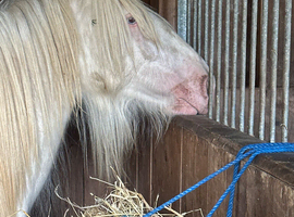 Beautiful cremello yearling