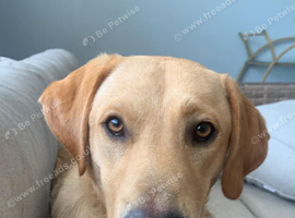 Golden Labrador RetrieverPuppy boy