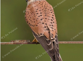 Kestrel Wanted