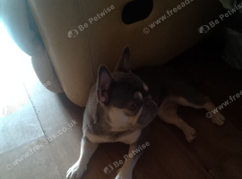 FRENCH BULLDOG