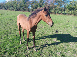 Oaklake Fuego PRE Andalusian bay colt foal born 2026