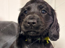 7 beautiful cocker spaniel