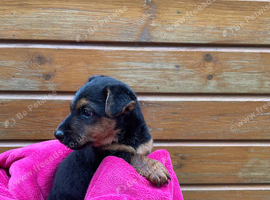 two beautiful boy puppies for sale