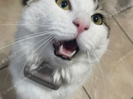 Jasper - Domestic Longhair (neutered)