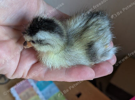 Newly hatched call ducklings