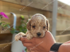 Beautiful F2 cockapoo puppies