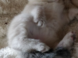 RUSSIAN BLUE KITTEN GIRLS 8 WEEKS