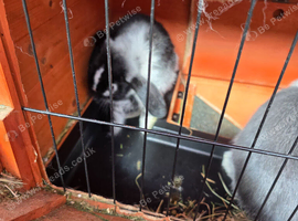 Baby rabbits for sale
