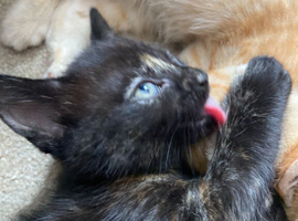 Two little kittens