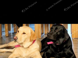 Nelly and dotty looking for forever home