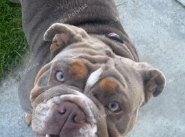English Bulldog
