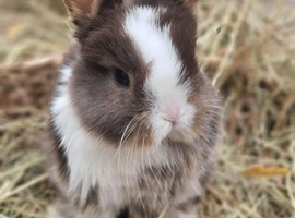Mini lop buck born 08/06/2026. Ready now!