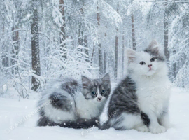 5 generation pedigree Siberian kittens READY