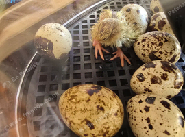 Baby quail jumbo and Japanese