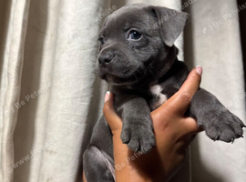 K C REG  BLUE STAFFORDSHIRE BULL TERRIER